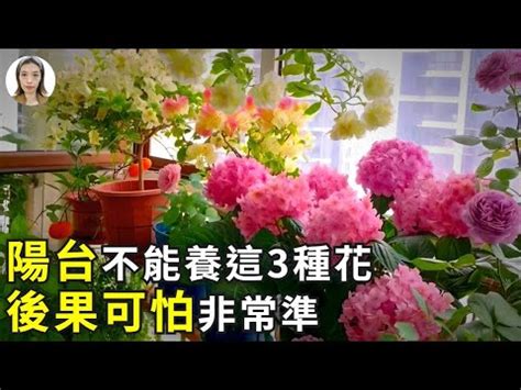 種玫瑰 風水|玫瑰擺放：風水禁忌